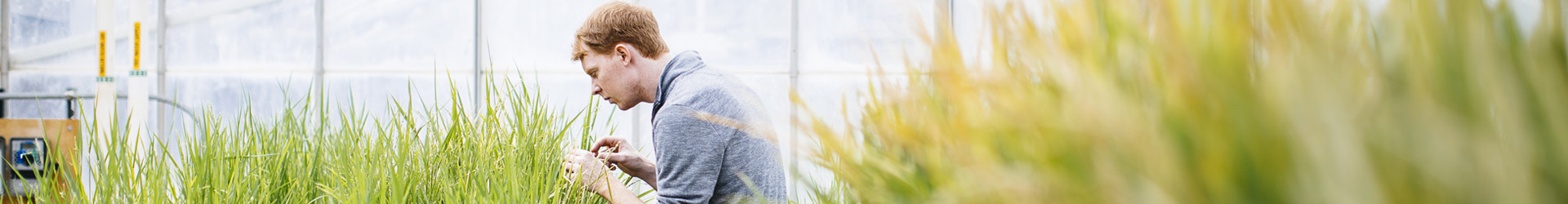 A researcher with red hair leans over a crop of tall green grass inside a sunlit greenhouse. He is wearing a grey pullover and carefully inspecting the plants as part of a scientific study.