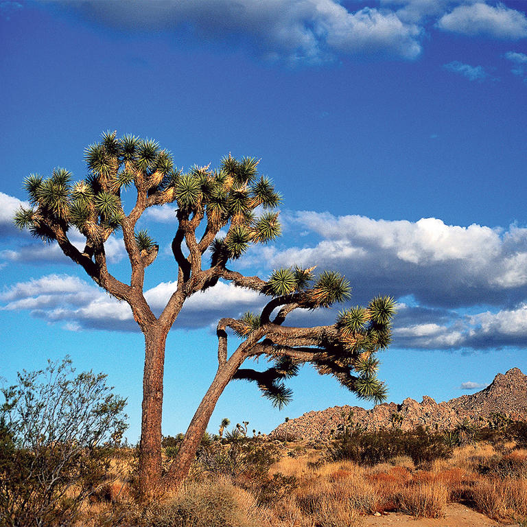 Joshua Tree National Park
