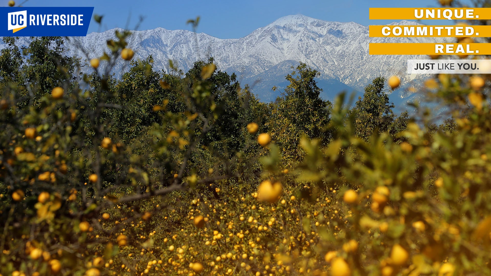 Download: UC Riverside Zoom Background - UCR Orange Groves and Mountains.